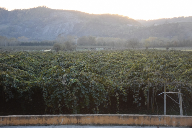 Bahçeye dönüştürülen bataklıkta 450 ton kivi üretildi